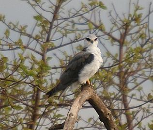 Schwarzflügelgleitaar, Black-shouldered Kite, Elanus c. caeruleus